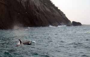 orcas
