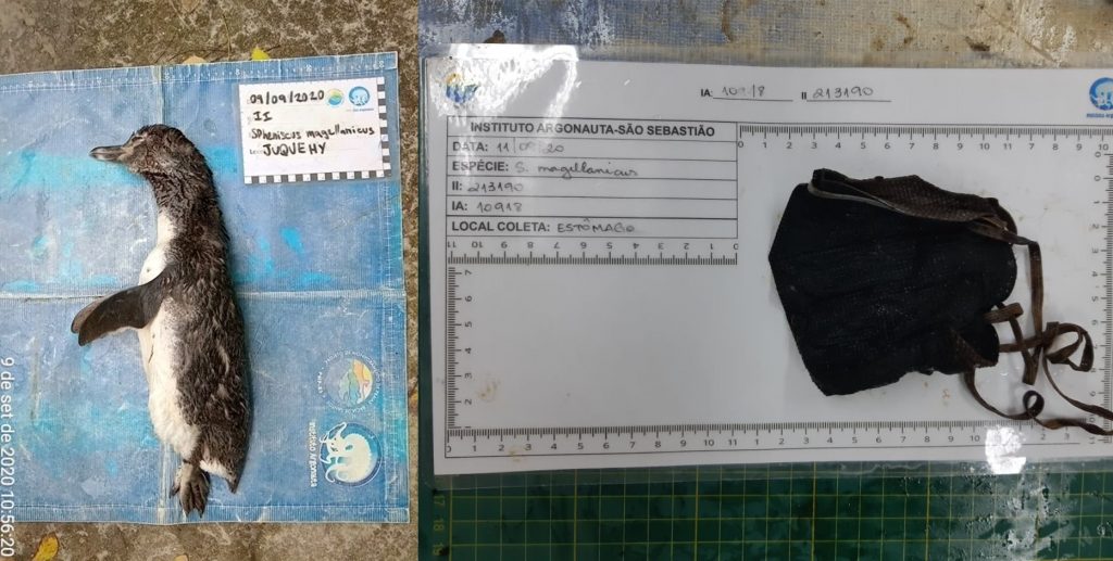 Necropsia realizada pela equipe do Projeto de Monitoramento de Praias da Bacia de Santos (PMP-BS) do Instituto Argonauta localizou uma máscara embrulhada dentro de um Pinguim-de-Magalhães (Créditos: Divulgação/Instituto Argonauta)