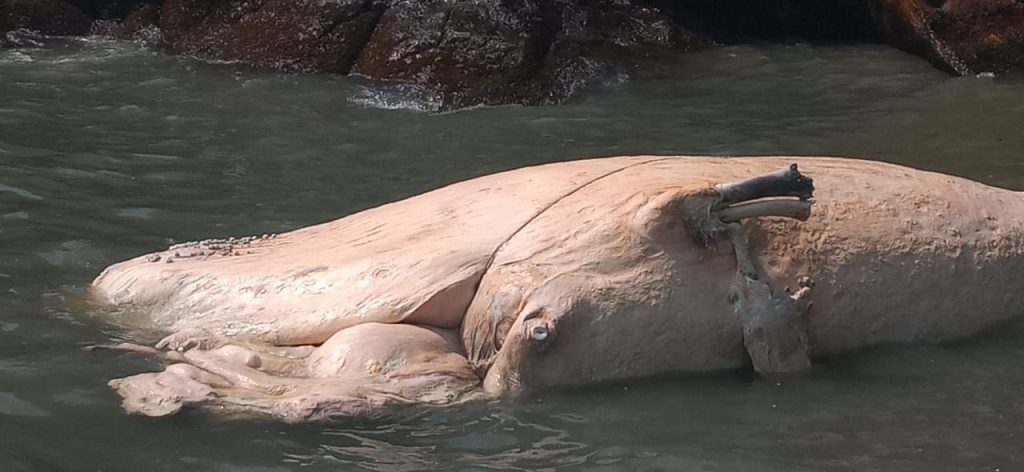 Baleia morta foi encontrada na Praia das Toninhas em Ubatuba (Créditos: Divulgação/Instituto Argonauta)