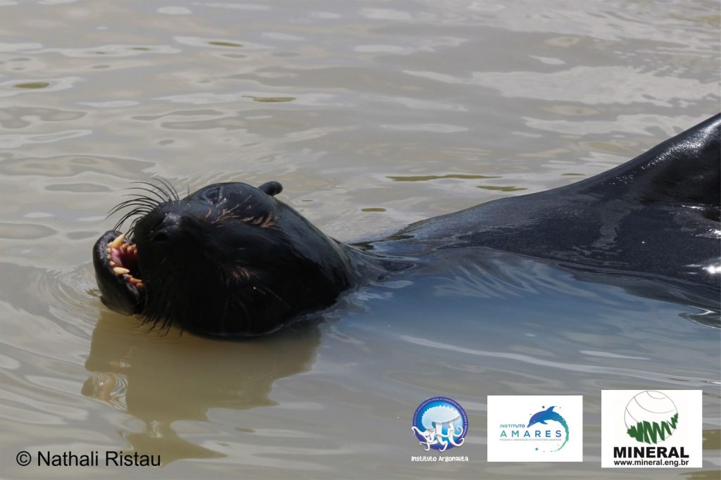 O animal foi avistado às margens do rio Mearim, a aproximadamente 166 km do litoral mais próximo (Créditos: Nathali Ristau)