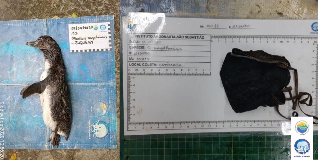 Necropsia realizada pela equipe do Projeto de Monitoramento de Praias da Bacia de Santos (PMP-BS) do Instituto Argonauta localizou uma máscara embrulhada dentro de um Pinguim-de-Magalhães em setembro do ano passado. (Créditos: Divulgação/Instituto Argonauta)