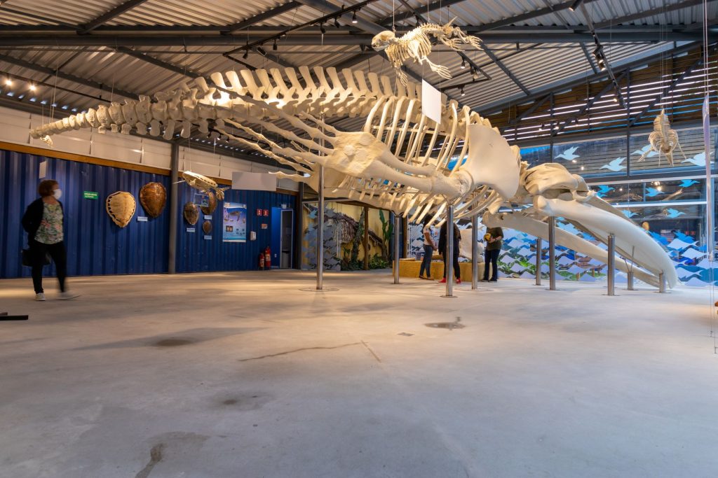 Esqueleto de baleia jubarte de 13 metros de comprimento é um dos exemplares que integram o acervo com esqueletos reais de animais da atualidade (Créditos: Divulgação/Museu da Vida Marinha)