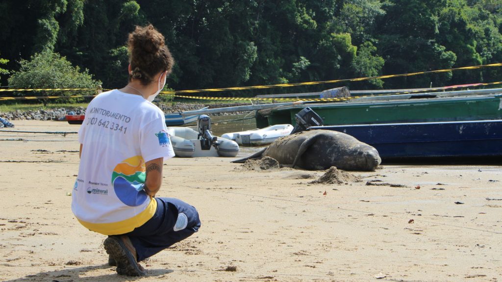 Através do Projeto de Monitoramento de Praias, Instituto Argonauta monitora praias do litoral norte de São Paulo, e atende a acionamentos da população, (Créditos: Divulgação/Instituto Argonauta)