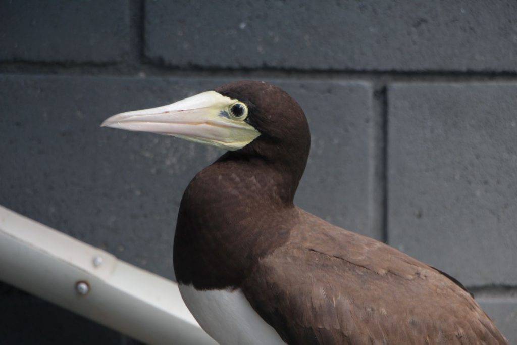 As aves marinhas representam 14% dos registros com predomínio do Atobá da espécie Sula leucogaster. (Créditos: Divulgação/Instituto Argonauta) 