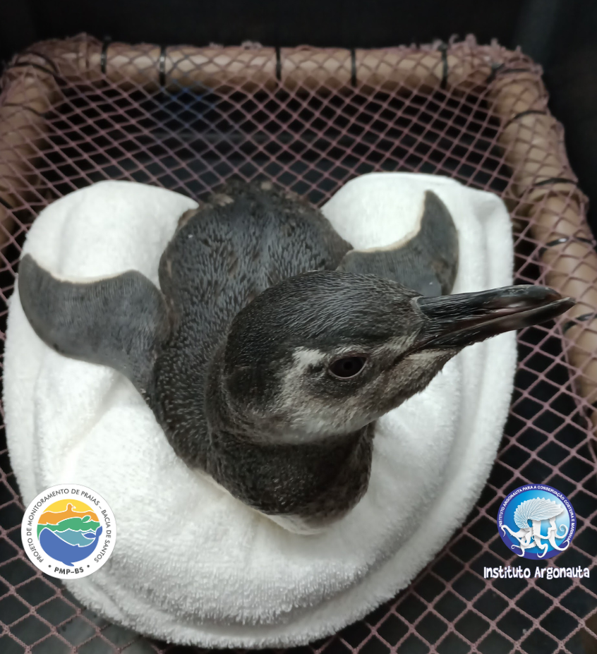 Pinguim-de-magalhães (Spheniscus magellanicus) que foi resgatado pela equipedo Instituto Argonauta na Barra do Uba, em São Sebastião/SP. (Créditos: Divulgação/Instituto Argonauta)

