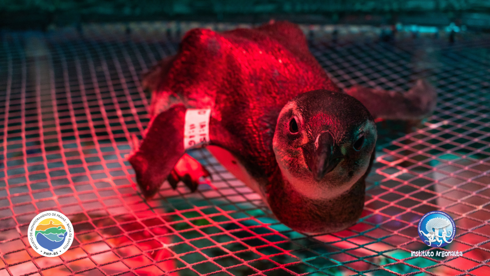Pinguim-de-magalhães sendo aquecido no Centro de Reabilitação e Despetrolização (CRD) do Instituto Argonauta em Ubatuba (Créditos: Felipe Domingos/Instituto Argonauta)