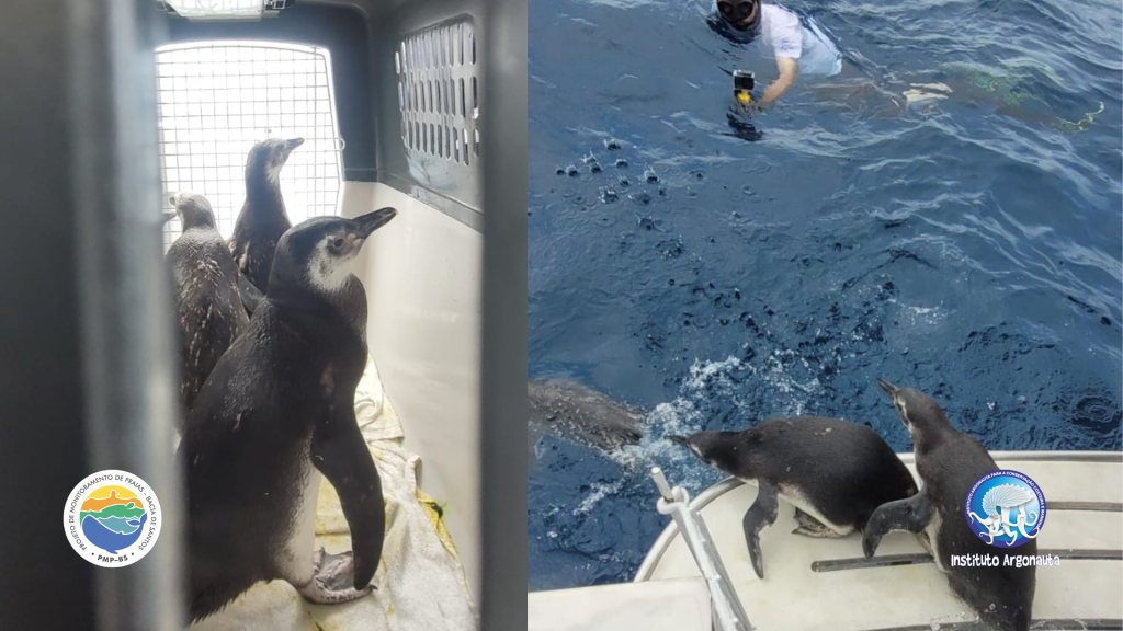 O lugar da soltura foi estudado previamente, para que os pinguins encontrem a Corrente Marinha do Brasil com mais facilidade. (Créditos: Divulgação/Instituto Argonauta)