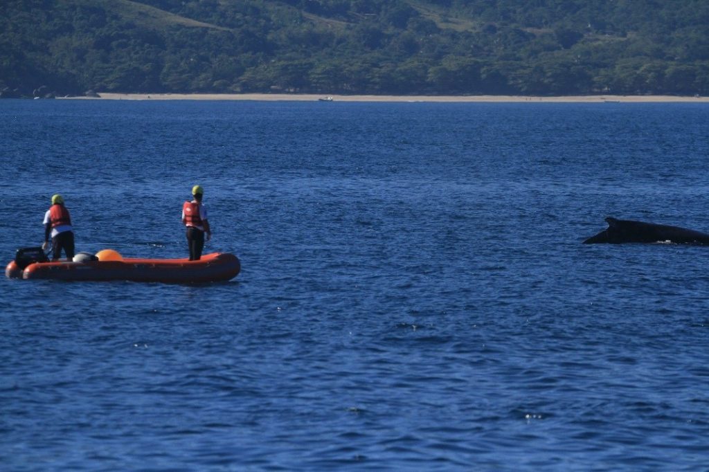 Instituto Argonauta libera Baleia-jubarte presa em cabo de pesca em Ilhabela/SP em junho deste ano. (Créditos: Divulgação/Instituto Argonauta)