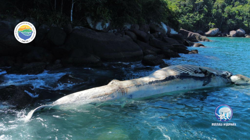 Animal ancorado em área de difícil acesso na Ilha Anchieta para se decompor naturalmente(Foto: Felipe Domingos/Instituto Argonauta)
