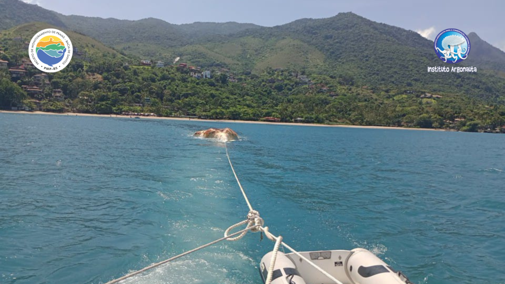 Baleia encontrada em Ilhabela sendo rebocada, para posterior ancoragem (Foto: Divulgação/Instituto Argonauta)