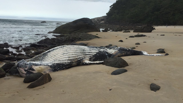 Baleia-jubarte encontrada em Maresias (Foto: Divulgação / Instituto Argonauta)