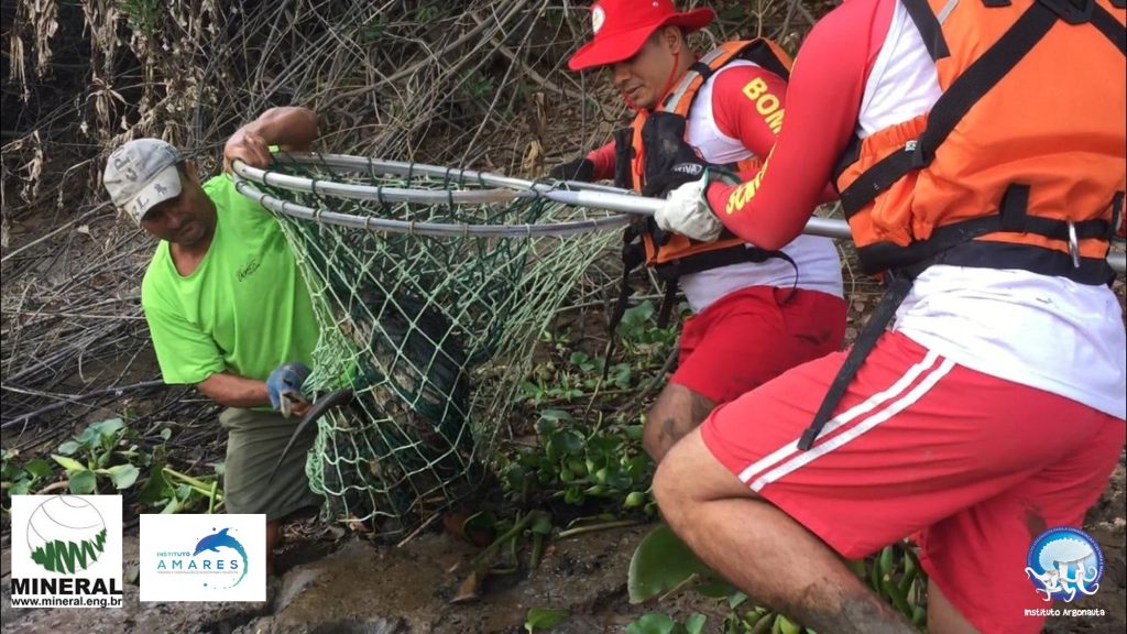 A captura do lobo-marinho contou com o auxílio do Corpo de Bombeiros, Polícia Militar e moradores