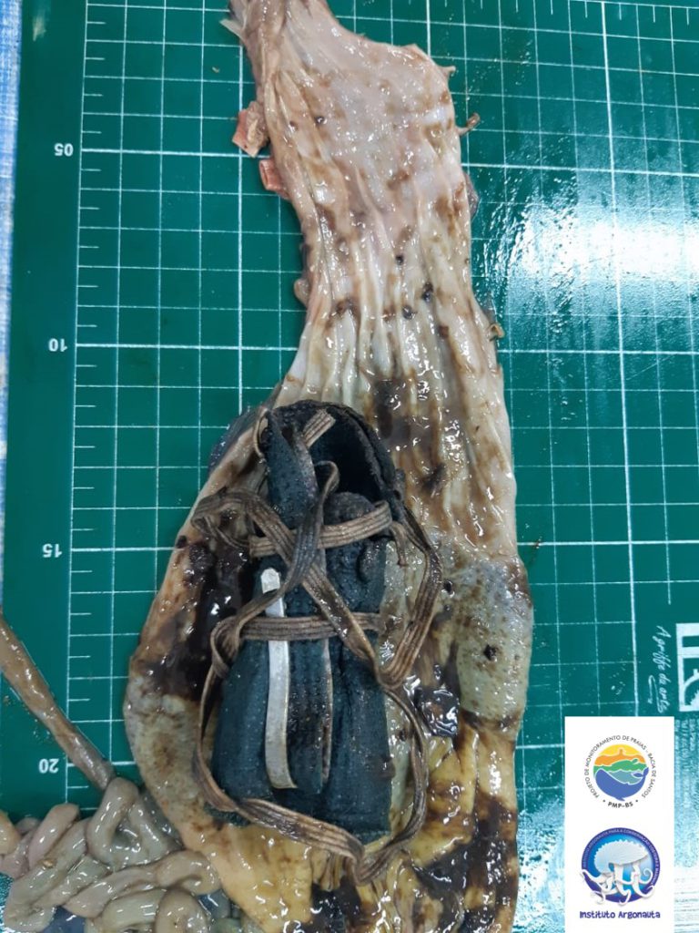 Máscara embrulhada no estômago do Pinguim (Créditos: Divulgação/Instituto Argonauta)